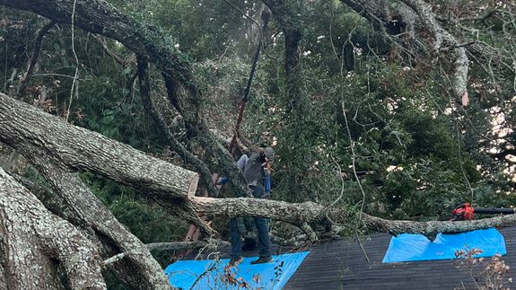 Tree emergencies never have to wait.