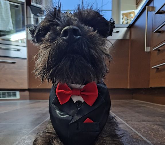 Expert Dog Grooming Services in Bolešov - Coming Soon