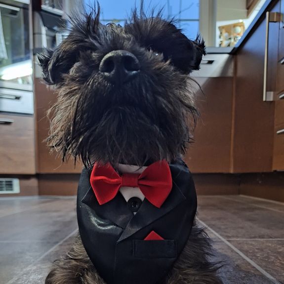 What should I prepare for my dog's photoshoot?