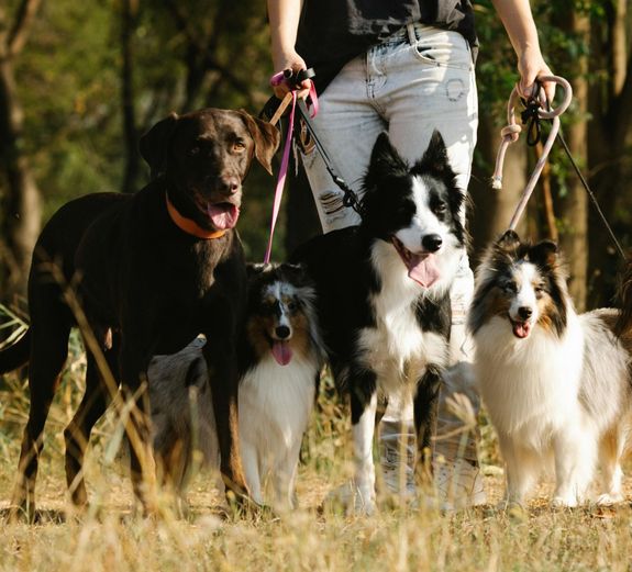 Can I customize the walking service duration for my dog?