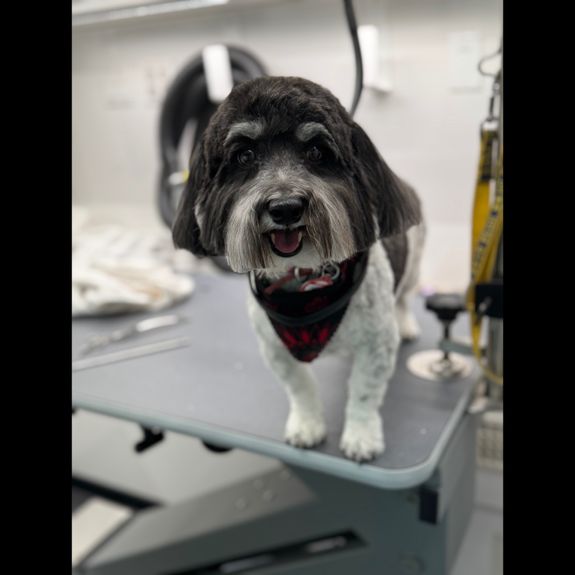 Relaxing Mobile Grooming