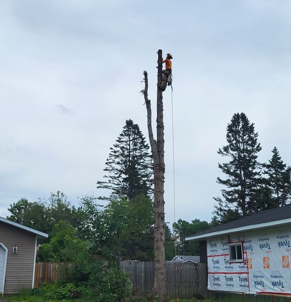 TREE REMOVAL