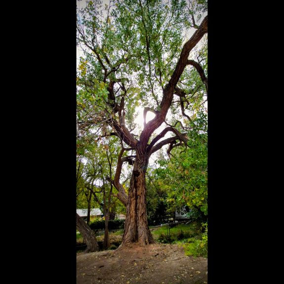 Professional Pruning and Reductions