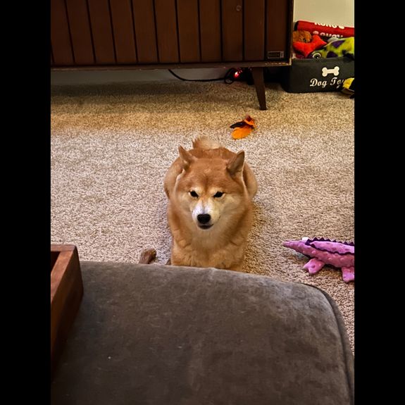 What does your overnight care service include?