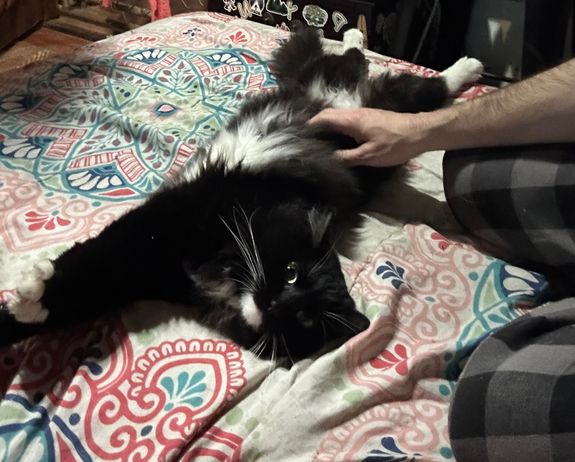 Can I bring my pet's own bedding and toys?