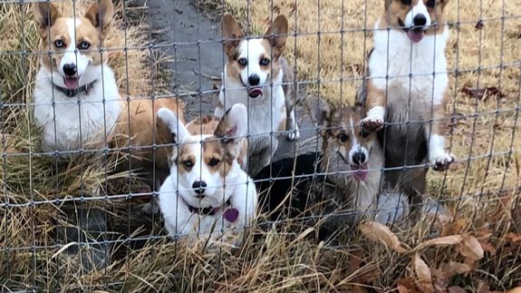 Discover Your Dream Pembroke Welsh Corgi in Hermiston, OR